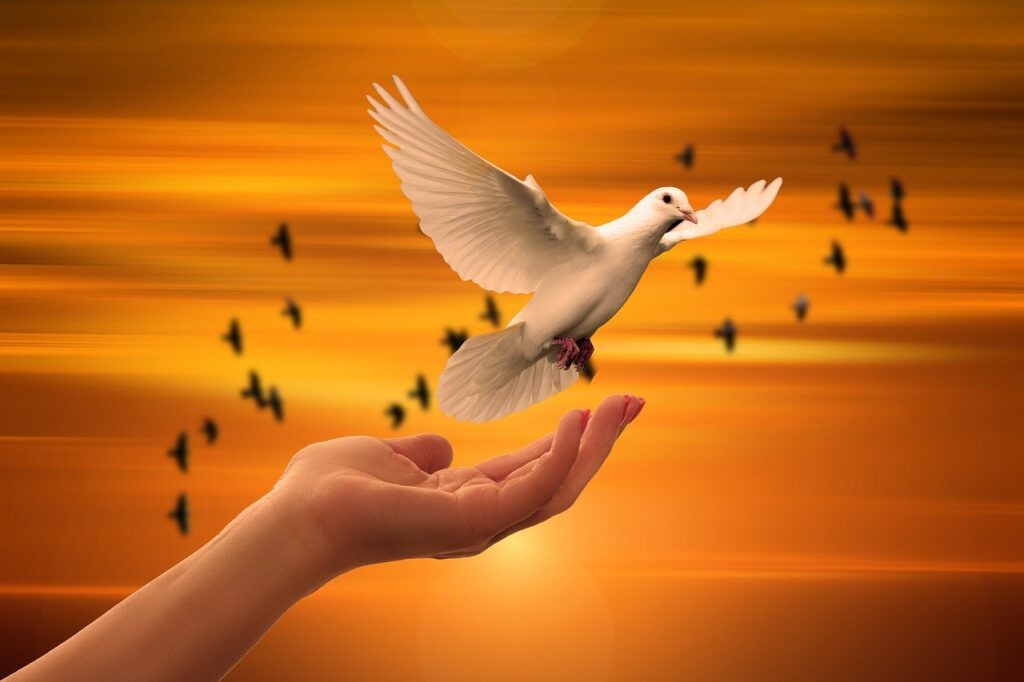 dove, hand, trust